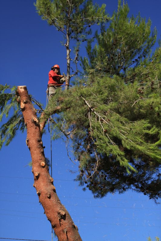 Pine Wood Siding Installation